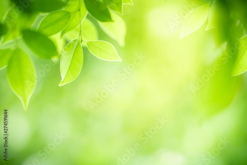 Nature of green leaf in garden at summer. Natural green leaves plants using as spring background cover page greenery environment ecology wallpaper