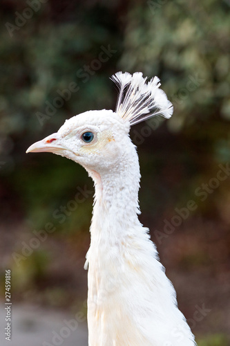 portrait of a white peacock