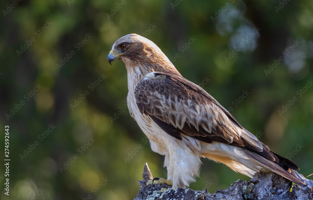 Booted Eagle Hieraaetus pennatus in the nature, Spain Booted Eagle Hieraaetus pennatus in the nature, Spain