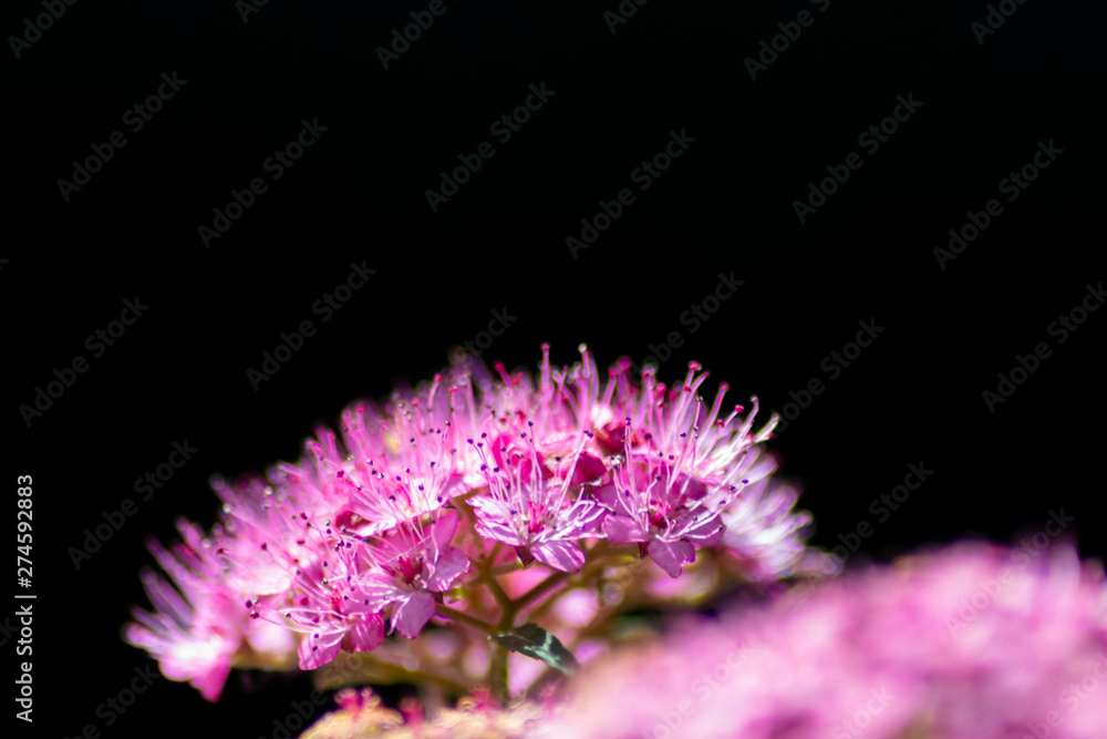 Fototapeta premium Bezaubernde Blüten begrüßen Frühling und Sommer und bieten Insekten wie Bienen Nahrund in Form von Pollen, Blütenpollen und Nektar für Honig und Bestäubung
