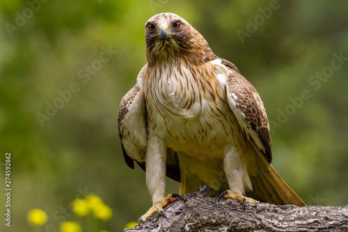 Booted Eagle Hieraaetus pennatus in the nature, Spain