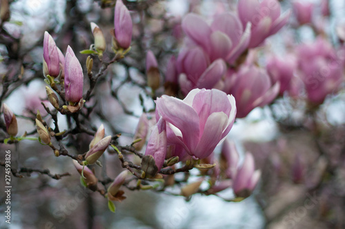 Beautiful blooming pink magnolia branch (Magnolia denudata). Floral background