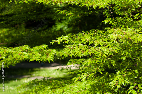 Green foliage on a tree in a park on a sunny day