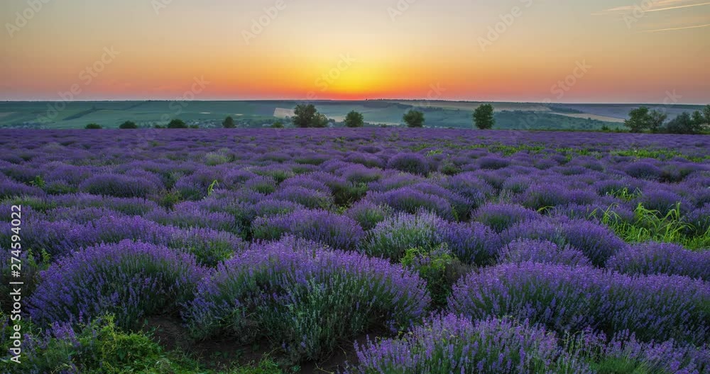 Purple blossoming lavender in the fields Purple blossoming lavender in the fields