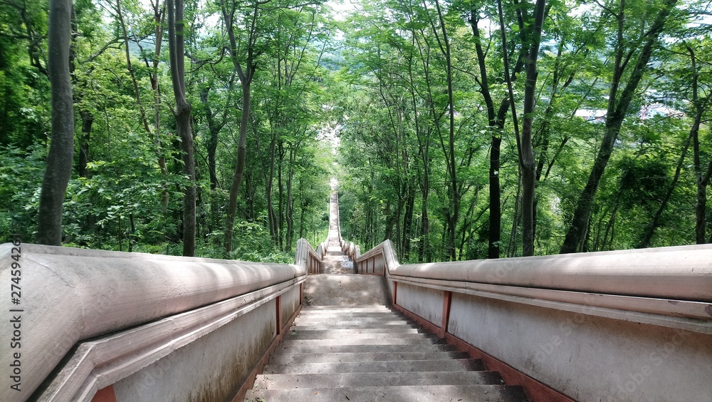 Fototapeta premium bridge in the forest