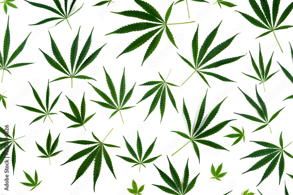 Cannabis leaves of different sizes are isolated on a white background.