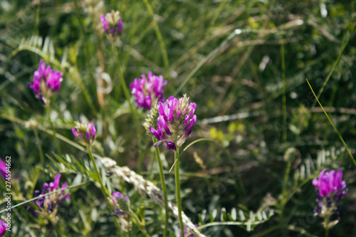 Astragalus onobrychis. Blossoming Astragalus onobrychis. Meadow plants. Wild plant.