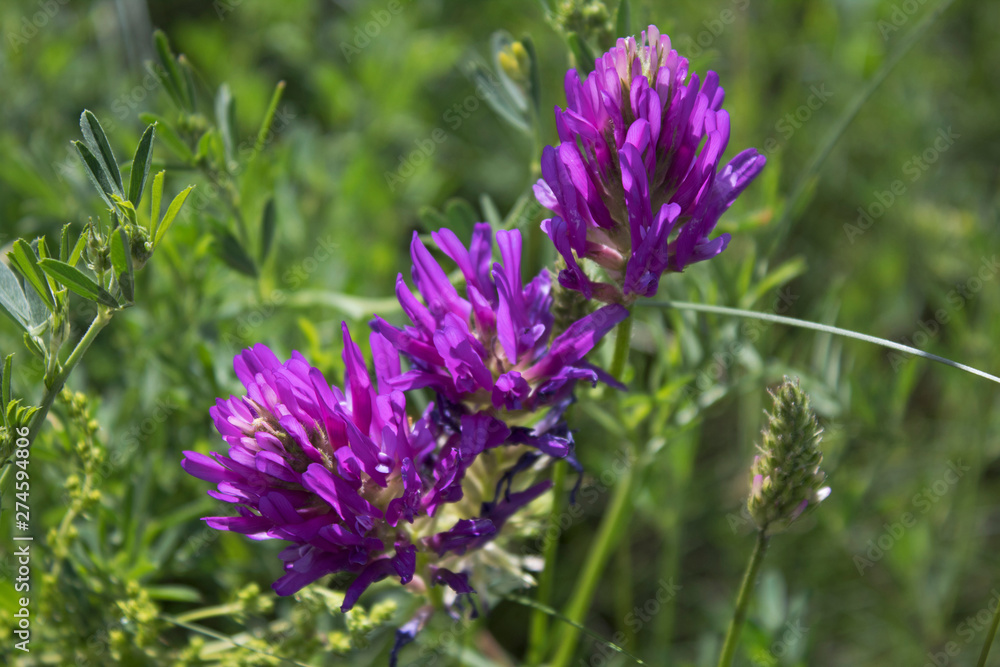 Astragalus onobrychis. Blossoming Astragalus onobrychis. Honey plant. Astragalus onobrychis. Blossoming Astragalus onobrychis. Honey plant.