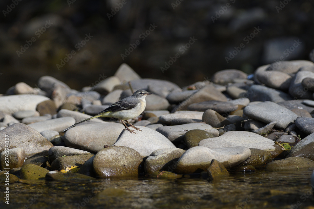 Obraz premium wagtail jumps on a stone near the river drinking water