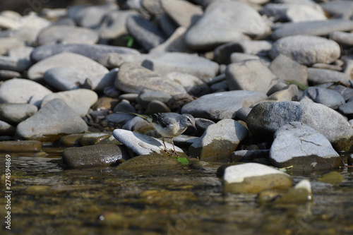 wagtail walking on stones near the river having a drink