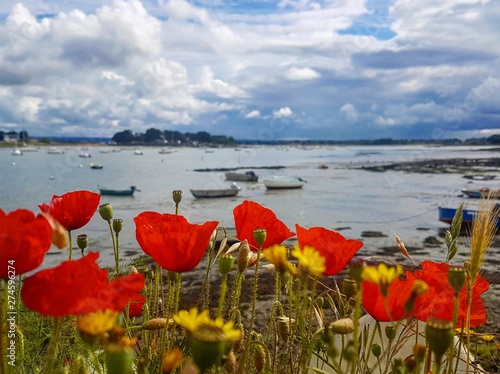 Foto Port, fleurs, coquelicots rouge en bord de mer, beau ciel nuageux
