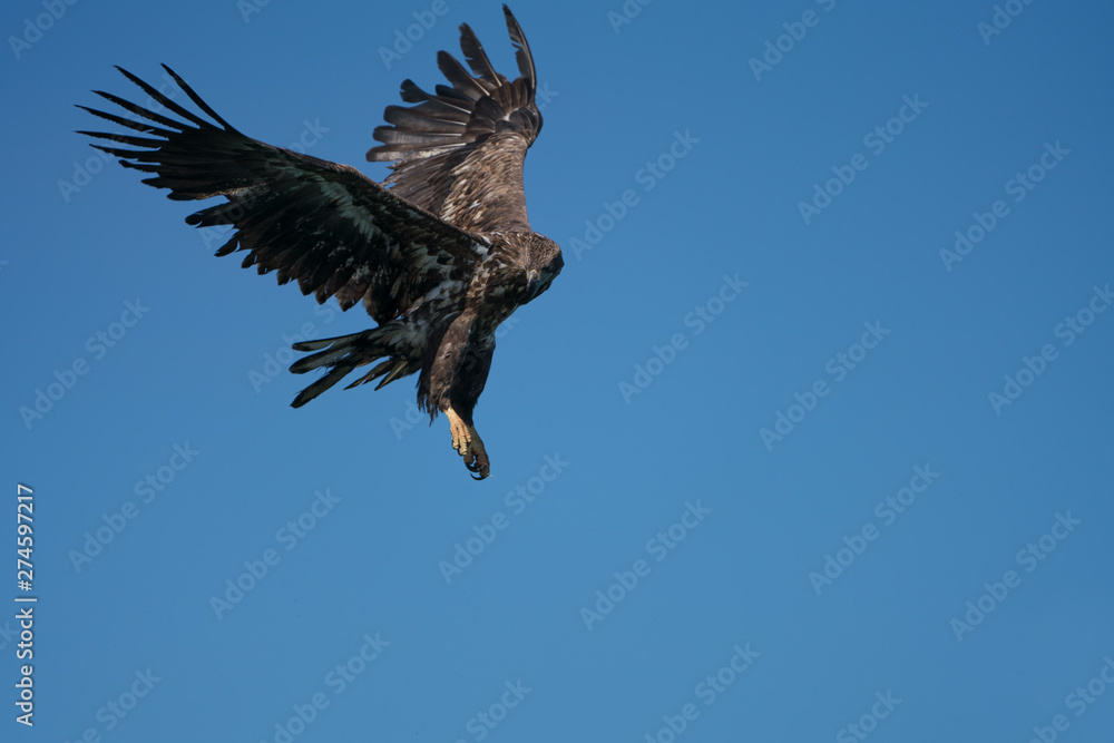Fototapeta premium Young White Tailed Sea Eagle (Haliaeetus albicilla) hovering,watching for fish