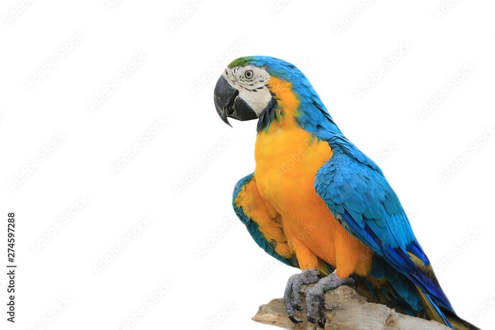 One macaw parrot is on a large timber.