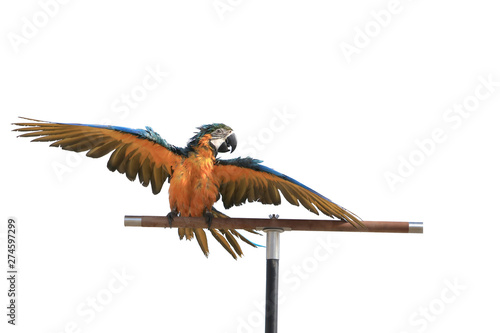 One macaw parrot is on the perch, shaking off the wet wings.