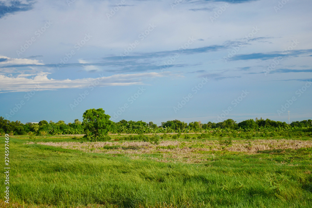 landscape green field before rain storm at thailand