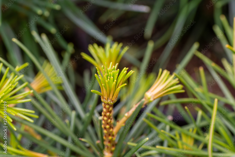 Close up on beautiful sciadopitys verticaillata
