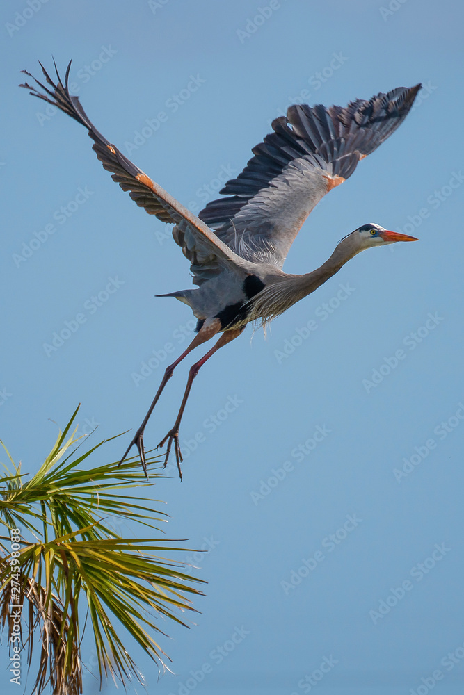 Fototapeta premium Great Blue Heron takes flight Viera Wetlands