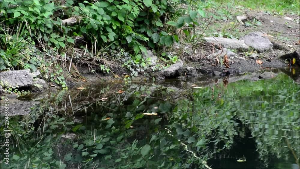 Impressions from Western Ditch in Citadel Park in Berlin Spandau on August 27, 2015, Germany Impressions from Western Ditch in Citadel Park in Berlin Spandau on August 27, 2015, Germany