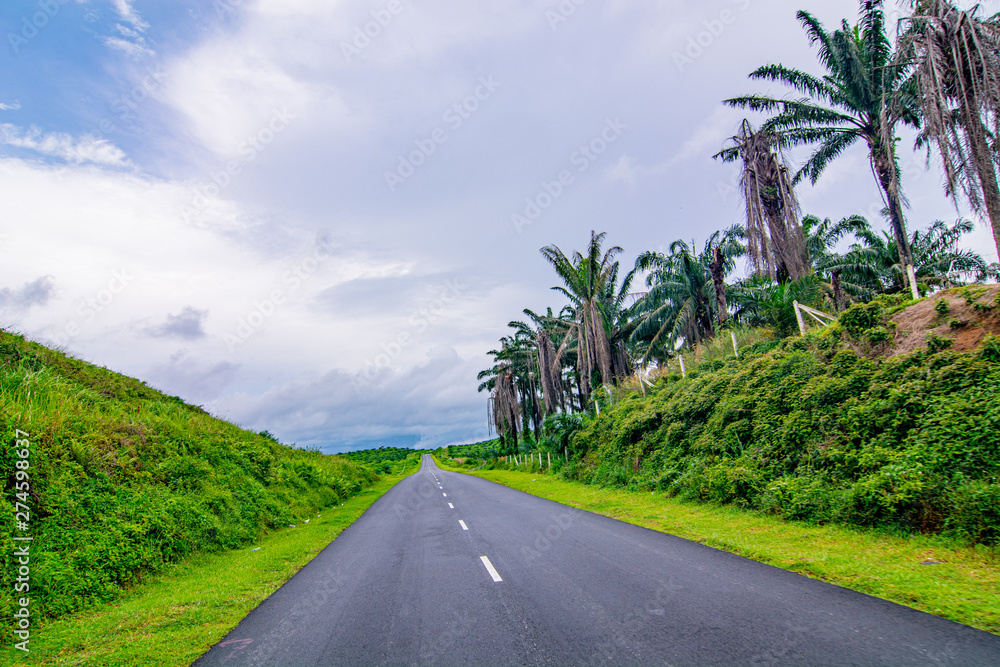 Palm oil tree replant in plantation at Malaysia Palm oil tree replant in plantation at Malaysia