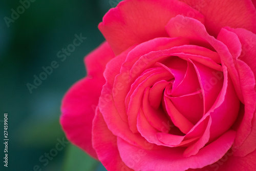 Wallpaper Mural Rosa-rote Rosenblüte am Strauch einer Rose als bildfüllendes Makro zeigt die Schönheit der Natur als Symbol der Liebe und Zuneigung Torontodigital.ca