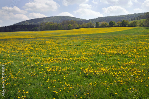 löwenzahn auf wiese im zittauer gebirge