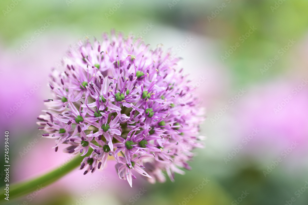 Single purple flower of Asian Allium Single purple flower of Asian Allium