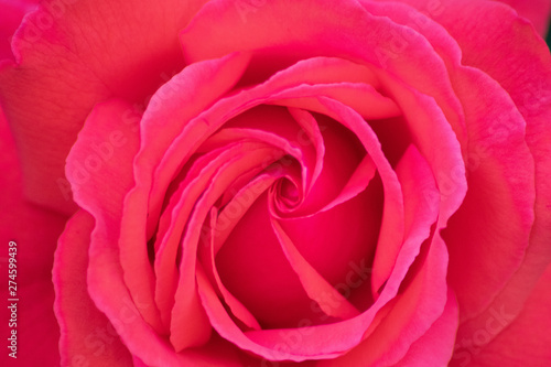 Rosa-rote Rosenblüte am Strauch einer Rose als bildfüllendes Makro zeigt die Schönheit der Natur als Symbol der Liebe und Zuneigung