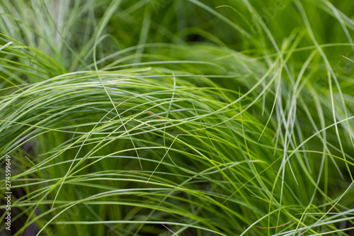 Green soft grass