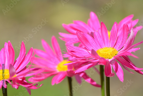 Pink Painted Daisies