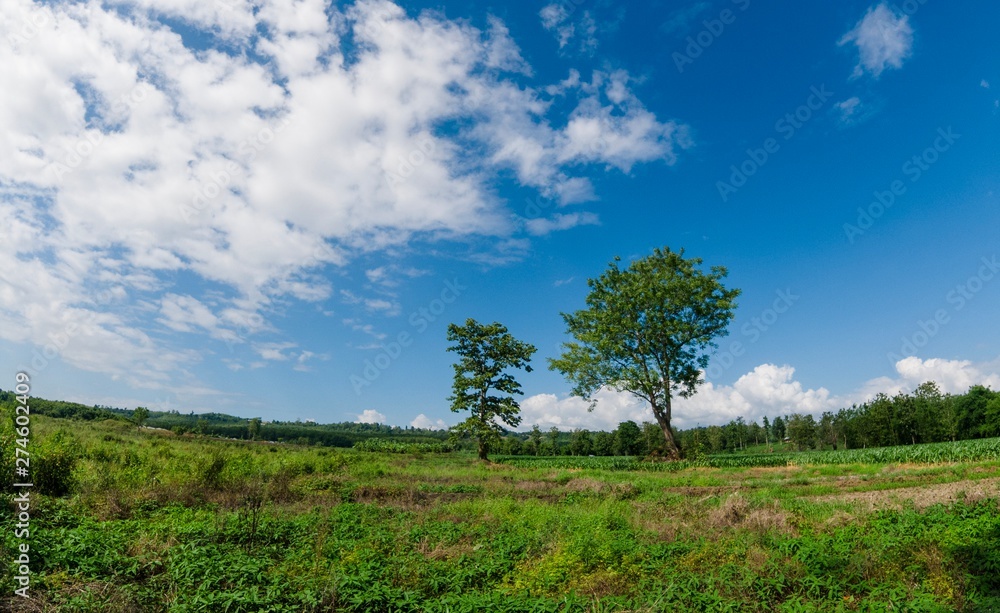 tree in a field