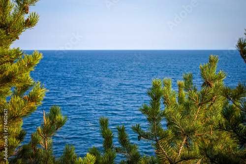 Fototapeta Naklejka Na Ścianę i Meble -  Pines closeup on the background of the sea. Copy space