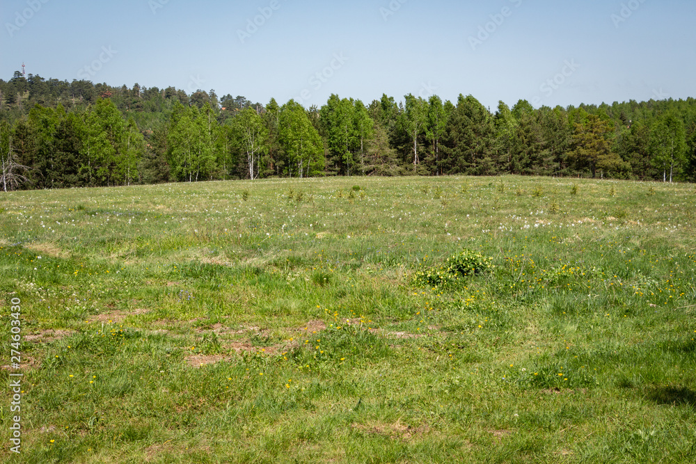 Spring mountain scenery. Lush green meadow in the foreground. Forest woods in the background. Nature landscape.
