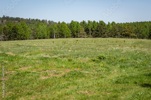 Obraz na płótnie Spring mountain scenery. Lush green meadow in the foreground. Forest woods in the background. Nature landscape. w salonie
