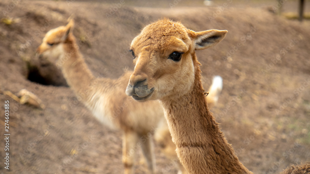 Lama Lama