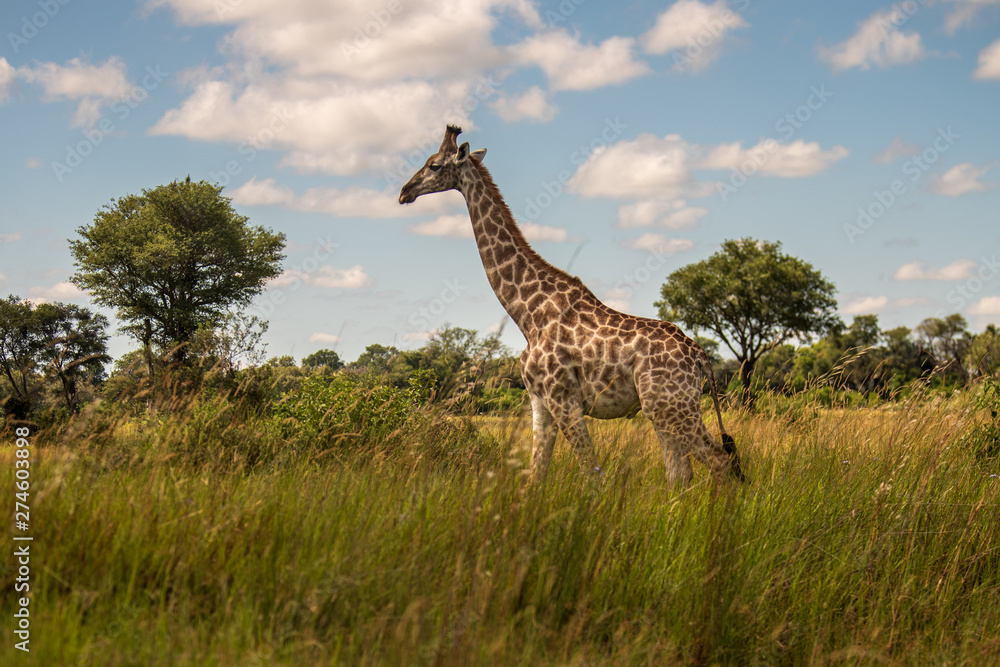 Obraz premium Giraffe in front Amboseli national park Kenya masai mara.