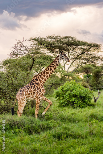 Giraffe in front Amboseli national park Kenya masai mara. © vaclav