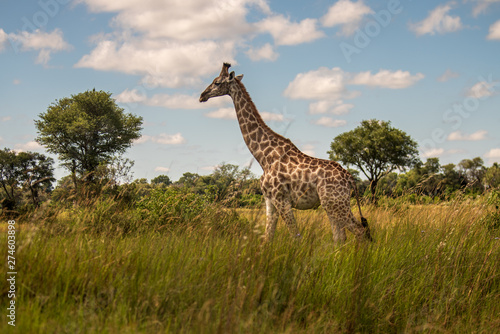 Giraffe in front Amboseli national park Kenya masai mara.