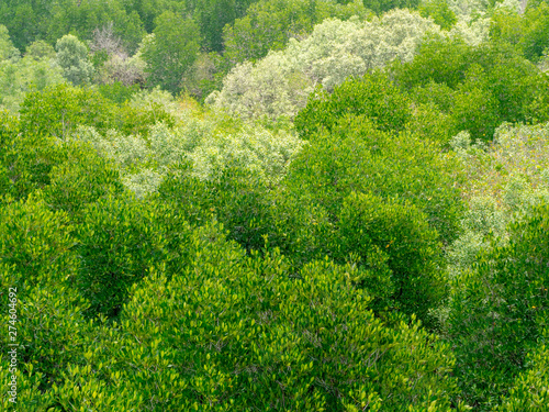 Perspective view bright green leaves mangrove flora forest in nature. Mangrove leaves background. Environment concept.