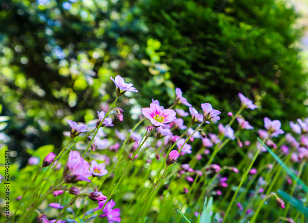 Delicate white flowers of Saxifrage mossy in spring garden