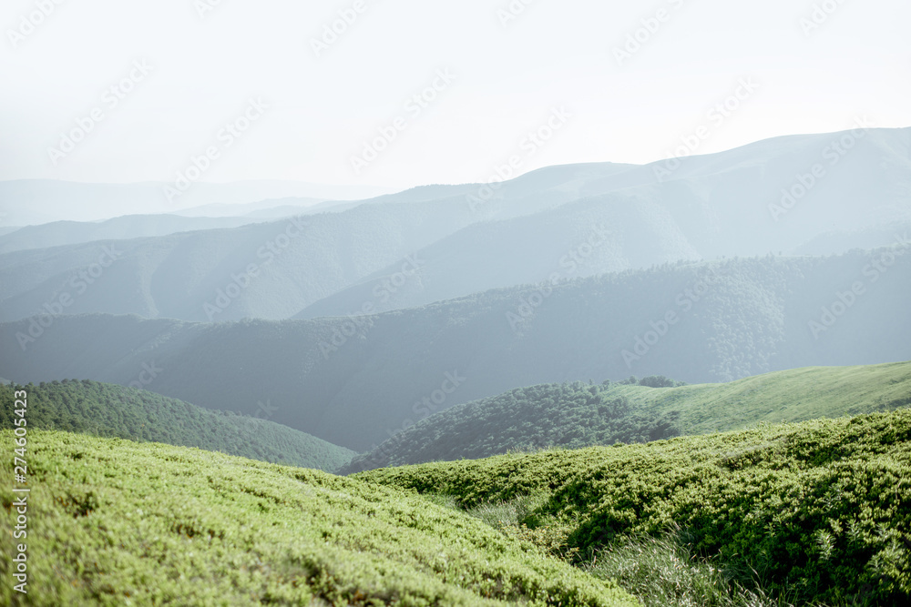 Fototapeta premium Landscape view on the green mountains covered with bilberry leaves in the Carpathians
