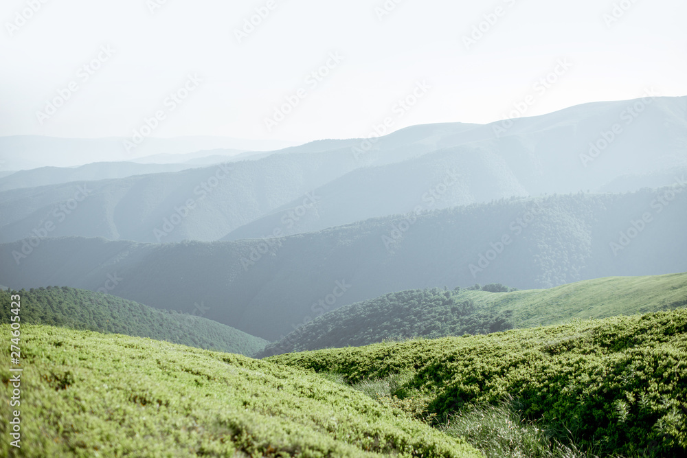 Landscape view on the green mountains covered with bilberry leaves in the Carpathians