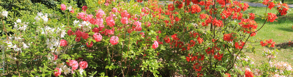 Beautiful panorama with red, pink and white summer rodendrons.