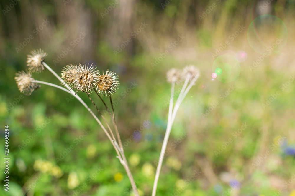 Prickly plant on the background of grass, illuminated by sunlight. Prickly plant on the background of grass, illuminated by sunlight.
