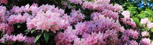 Beautiful pink rodendrons rejoice in the sun and are immersed in dew. Panorama with rodedron photo