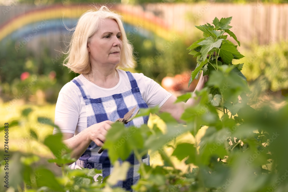 Smiling retired woman pruning black currant leaves on her garden yard on a sunny summers day. Joy of gardening concept ar senior age. Smiling retired woman pruning black currant leaves on her garden yard on a sunny summers day. Joy of gardening concept ar senior age.