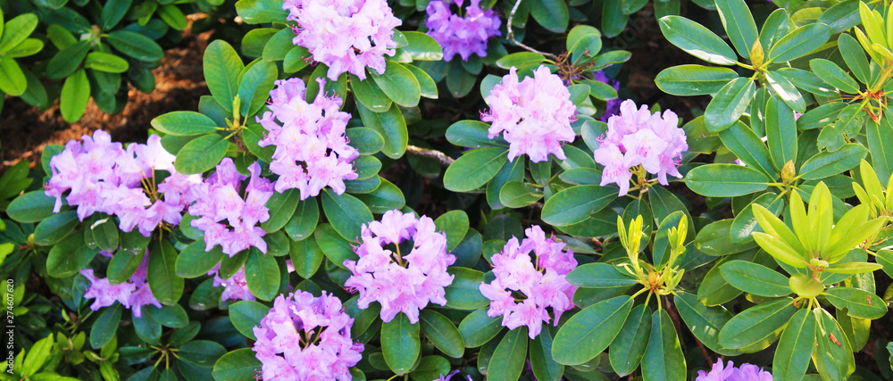 Naklejka premium anorama with purple rodendrons in the botanical garden in summer