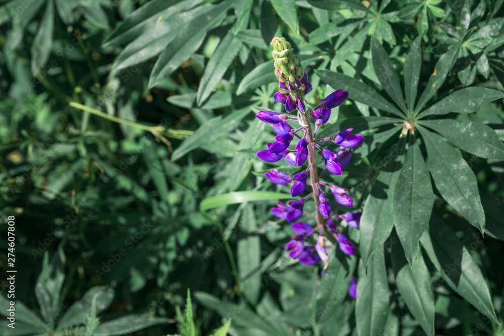 Lupine (Lupinus, lupin) with bright purple-red flowers is in the meadow. Flower field background.Lupins in full bloom Lupine (Lupinus, lupin) with bright purple-red flowers is in the meadow. Flower field background.Lupins in full bloom