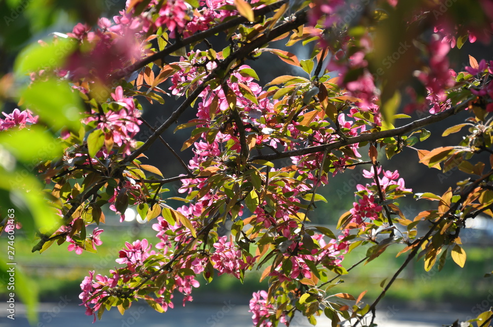 The branches of a paradise apple tree are covered in pink. Sunny day in spring.