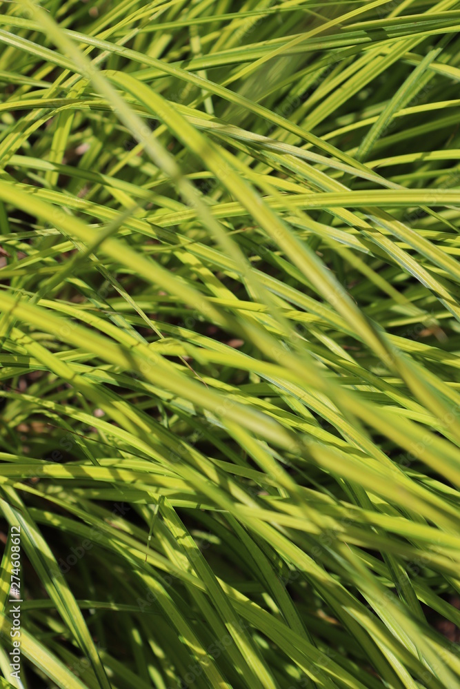 background of green grass background of green grass