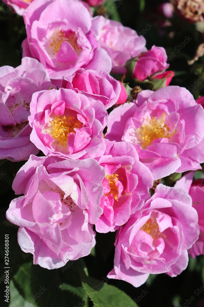 pink flowers in the garden